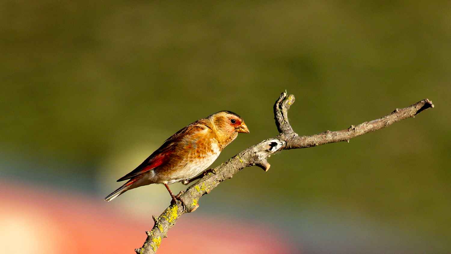 Crimson-winged Finch